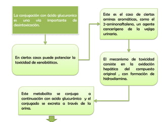 La conjugación con ácido glucuronico          Este es el caso de ciertas
es    una     vía  importante    de           aminas aromáticas, como el
desintoxicación.                              2-aminonaftaleno, un agente
                                              cancerígeno de la vejiga
                                              urinaria.




En ciertos casos puede potenciar la           El mecanismo de toxicidad
toxicidad de xenobióticos.                    consiste en la oxidación
                                              hepática    del   compuesto
                                              original , con formación de
                                              hidroxilamina.


    Este metabolito se conjuga           a
    continuación con acido glucurónico y el
    conjugado se excreta a través de la
    orina.
 