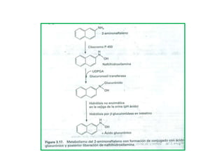 Equipo 4 biotransformacion de toxones