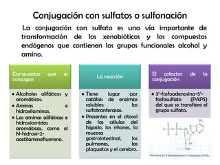 Conjugación con sulfatos o sulfonación
    La conjugación con sulfato es una vía importante de
    transformación de los xenobióticos y los compuestos
    endógenos que contienen los grupos funcionales alcohol y
    amino.

Compuestos     que     se         La reacción           El cofactor      de     la
conjugan                                                conjugación

• Alcoholes alifáticos y    • Tiene     lugar    por    • 3’-fosfoadenosina-5’-
  aromáticos.                 catálisis de enzimas        fosfosulfato   (PAPS)
• Aminas                e     solubles:           las     del que se transfiere el
  hidroxilaminas,             sulfotranferasas.           grupo sulfato.
• Las aminas alifáticas e   • Presentes en el citosol
  hidroxiamidas               de las células del
  aromáticas, como el         hígado, los riñones, la
  N-hidroxi-2-                mucosa
  acetilaminofluoreno.        gastrointestinal,   los
                              pulmones,           las
                              plaquetas y el cerebro.
 