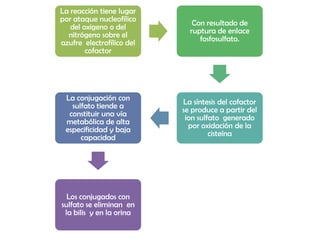 La reacción tiene lugar
por ataque nucleofílico       Con resultado de
   del oxigeno o del         ruptura de enlace
  nitrógeno sobre el            fosfosulfato.
azufre electrofílico del
        cofactor




 La conjugación con        La síntesis del cofactor
   sulfato tiende a        se produce a partir del
  constituir una vía        ion sulfato generado
 metabólica de alta          por oxidación de la
 especificidad y baja               cisteína
      capacidad




  Los conjugados con
sulfato se eliminan en
 la bilis y en la orina
 