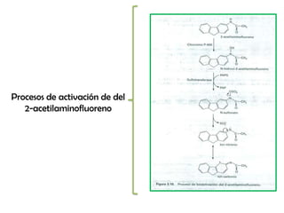 Procesos de activación de del
   2-acetilaminofluoreno
 