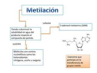 cofactor
                                           S-adenosil metionina (SAM)
Tiende a disminuir la
solubilidad en agua del
producto respecto al
compuesto de partida.

 sustrato


  Moléculas con centros
  nucleofílicos como los
  heteroátomos                                    Coenzima que
  nitrógeno, azufre u oxígeno                    participa en la
                                                 transferencia de
                                                 grupos metilo
 