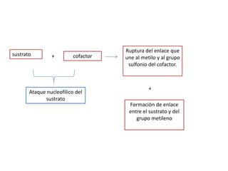 Ruptura del enlace que
sustrato        +         cofactor   une al metilo y al grupo
                                      sulfonio del cofactor.



                                               +
       Ataque nucleofílico del
             sustrato
                                      Formación de enlace
                                      entre el sustrato y del
                                         grupo metileno
 