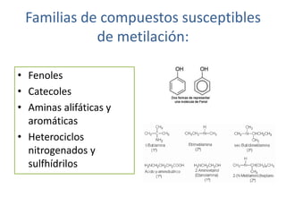 Familias de compuestos susceptibles
            de metilación:

• Fenoles
• Catecoles
• Aminas alifáticas y
  aromáticas
• Heterociclos
  nitrogenados y
  sulfhídrilos
 