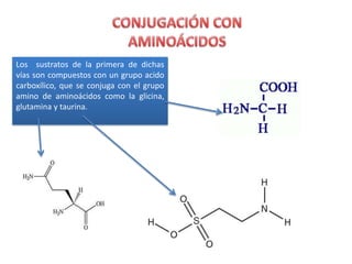 Los sustratos de la primera de dichas
vías son compuestos con un grupo acido
carboxílico, que se conjuga con el grupo
amino de aminoácidos como la glicina,
glutamina y taurina.
 