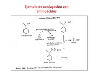 Equipo 4 biotransformacion de toxones