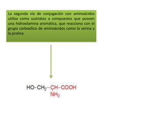 La segunda vía de conjugación con aminoácidos
utiliza como sustratos a compuestos que poseen
una hidroxilamina aromática, que reacciona con el
grupo carboxílico de aminoácidos como la serina y
la prolina
 