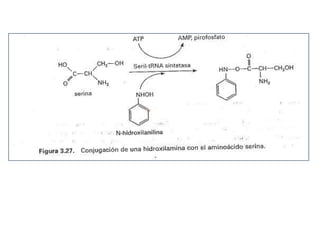 Equipo 4 biotransformacion de toxones