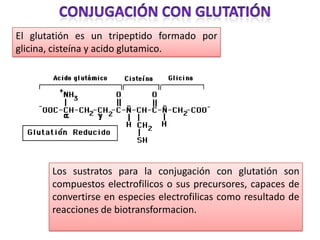 El glutatión es un tripeptido formado por
glicina, cisteína y acido glutamico.




       Los sustratos para la conjugación con glutatión son
       compuestos electrofilicos o sus precursores, capaces de
       convertirse en especies electrofilicas como resultado de
       reacciones de biotransformacion.
 