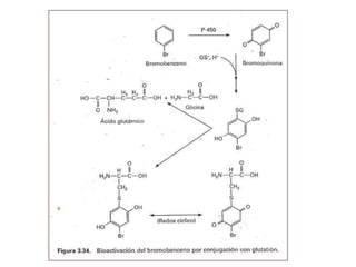 Equipo 4 biotransformacion de toxones
