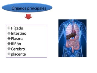 Órganos principales



Hígado
Intestino
Plasma
Riñón
Cerebro
placenta
 