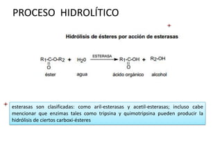 PROCESO HIDROLÍTICO




esterasas son clasificadas: como aril-esterasas y acetil-esterasas; incluso cabe
mencionar que enzimas tales como tripsina y quimotripsina pueden producir la
hidrólisis de ciertos carboxi-ésteres
 