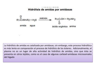 La hidrólisis de amidas es catalizada por amidasas; sin embargo, este proceso hidrolítico
es más lento en comparación al proceso de hidrólisis de los ésteres. Adicionalmente, el
plasma no es un lugar de alta actividad de hidrólisis de amidas, sino que ésta se
presenta en otros tejidos, como es el caso de algunas carboxil-amidasas microsomales
del hígado
 