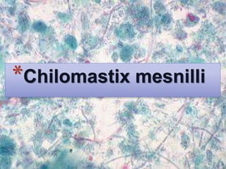 *Chilomastix mesnilli 
 