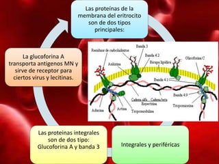 Eritrocitos, morfología y metabolismo | PPTX