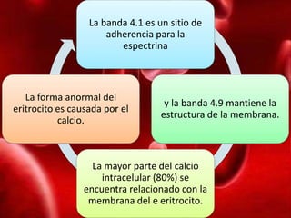 Eritrocitos, morfología y metabolismo | PPTX