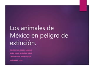 Los animales de
México en peligro de
extinción.
RAMÍREZ LANDEROS ABILENE.
QUEN UICAB ALONDRA IRENE.
CANCHE PECH ANGEL DAVID.
DICIEMBRE, 2016.
 