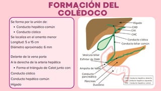 Anatomía y Funciones del Hígado y Vesícula Biliar: Estructura, Vasos y ...