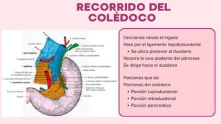 Anatomía y Funciones del Hígado y Vesícula Biliar: Estructura, Vasos y ...