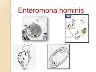 Enteromona hominis 
 