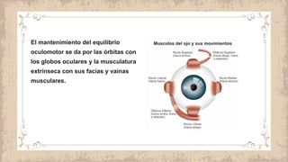 El mantenimiento del equilibrio
oculomotor se da por las órbitas con
los globos oculares y la musculatura
extrínseca con sus facias y vainas
musculares.
 