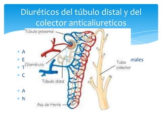 Diuréticos del túbulo distal y del
colector anticaliureticos
Amiloride
Espironolactona
reducen el numero de canales
Triamterene
Células principales del túbulo cortical.
Ahorradores de K
Na entra por canales sensibles a aldosterona.

 
