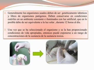 2. Generalmente los organismos usados deben de ser genéticamente idénticos
   y libres de organismos patógenos. Deben conservarse en condiciones
   estériles en un ambiente constante e iluminados con luz artificial, que en lo
   posible debe de ser equivalente a la luz solar , durante 12 horas al día.

3. Una vez que se ha seleccionado el organismo y se la han proporcionado
   condiciones de vida apropiadas, entonces puede exponerse a un rango de
   concentraciones de la sustancia de la sustancia toxica.
 
