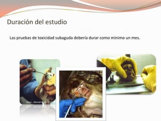 Duración del estudio

Las pruebas de toxicidad subaguda debería durar como mínimo un mes.
 