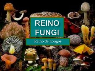 Reino fungi Reino de hongos 