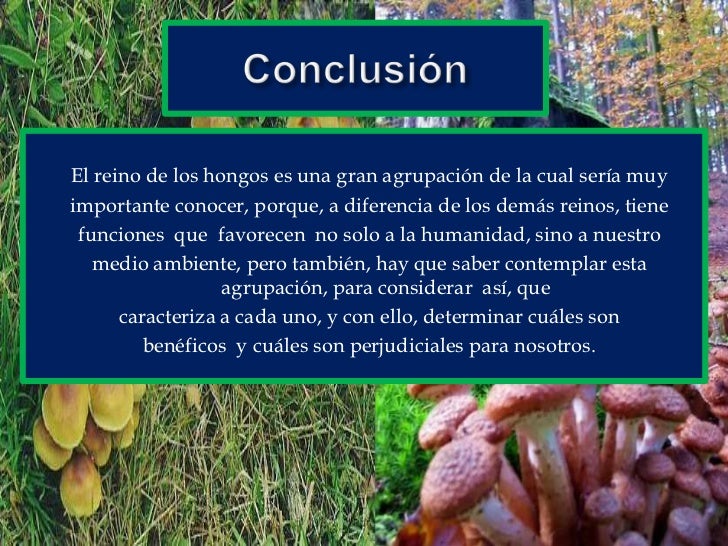 reino fungi