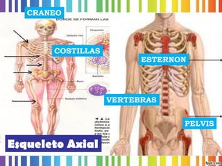 Esqueleto AxialCRANEOCOSTILLASESTERNONVERTEBRASPELVIS  