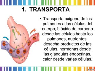 1.TRANSPORTA 
•Transporta oxigeno de los pulmones a las células del cuerpo, bióxido de carbono desde las células hasta los pulmones, nutrientes, desecha productos de las células, hormonas desde las glándulas endocrinas, calor desde varias células.  