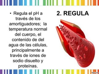 2. REGULA 
•Regula el pH a través de los amortiguadores; la temperatura normal del cuerpo, el contenido de del agua de las células, principalmente a través de iones de sodio disuelto y proteínas.  