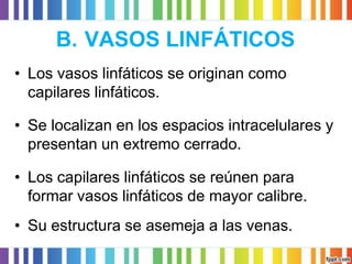 B.VASOS LINFÁTICOS 
•Los vasos linfáticos se originan como capilares linfáticos. 
•Se localizan en los espacios intracelulares y presentan un extremo cerrado. 
•Los capilares linfáticos se reúnen para formar vasos linfáticos de mayor calibre. 
•Su estructura se asemeja a las venas.  