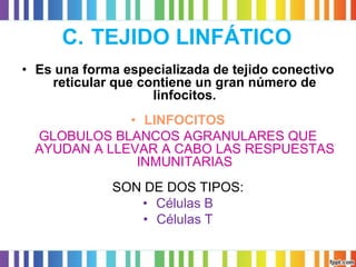 C.TEJIDO LINFÁTICO 
•Es una forma especializada de tejido conectivo reticular que contiene un gran número de linfocitos. 
•LINFOCITOS 
GLOBULOS BLANCOS AGRANULARES QUE AYUDAN A LLEVAR A CABO LAS RESPUESTAS INMUNITARIAS 
SON DE DOS TIPOS: 
•Células B 
•Células T  