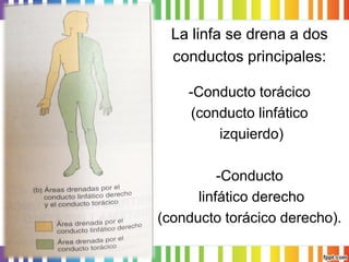 La linfa se drena a dos 
conductos principales: 
-Conducto torácico 
(conducto linfático 
izquierdo) 
-Conducto 
linfático derecho 
(conducto torácico derecho).  