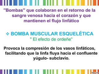 ''Bombas'' que colaboran en el retorno de la sangre venosa hacia el corazón y que mantienen el flujo linfático 
BOMBA MUSCULAR ESQUELÉTICA '' El efecto de ordeñe'‘ 
Provoca la compresión de los vasos linfáticos, facilitando que la linfa fluya hacia el confluente yúgulo-subclavio.  