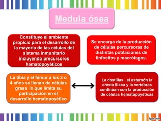 Constituye el ambiente propicio para el desarrollo de la mayoría de las células del sistema inmunitario 
incluyendo precursores hematopoyéticos 
Medula ósea 
La tibia y el fémur a los 3 o 4 años se llenan de células grasa lo que limita su participación en el desarrollo hematopoyético 
La costillas , el esternón la cresta iliaca y la vertebras continúan con la producción de células hematopoyéticas 
Se encarga de la producción de células percursoras de distintas poblaciones de linfocitos y macrófagos.  