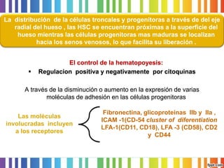 El control de la hematopoyesis: 
Regulacionpositiva y negativamente por citoquinas 
Através de la disminución o aumento en la expresión de varias moléculas de adhesión en las células progenitoras 
Las moléculas involucradas incluyen a los receptores 
Fibronectina, glicoproteínas IIb y IIa , ICAM -1(CD-54 cluster of diferentiationLFA-1(CD11, CD18), LFA -3 (CD58), CD2 y CD44 
La distribución de la células troncales y progenitoras a través de del eje radial del hueso , las HSC se encuentran próximas a la superficie del hueso mientras las células progenitoras mas maduras se localizan hacia los senos venosos, lo que facilita su liberación .  