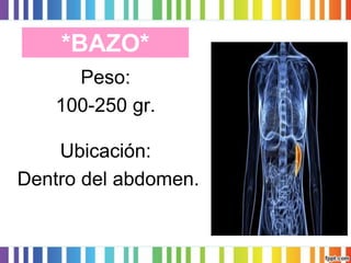 *BAZO* 
Peso: 
100-250 gr. 
Ubicación: 
Dentro del abdomen.  