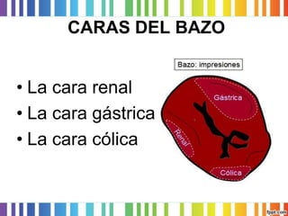 CARAS DEL BAZO 
•La cara renal 
•La cara gástrica 
•La cara cólica  