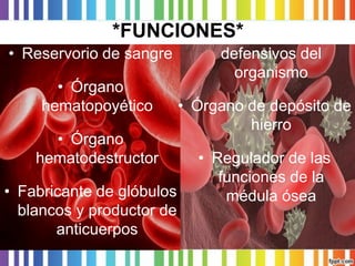 *FUNCIONES* 
•Reservorio de sangre 
•Órgano hematopoyético 
•Órgano hematodestructor 
•Fabricante de glóbulos blancos y productor de anticuerpos defensivos del organismo 
•Órgano de depósito de hierro 
•Regulador de las funciones de la médula ósea  