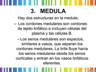 3.MEDULA 
Hay dos estructuras en la medula; 
–Los cordones medulares son cordones de tejido linfático e incluyen células del plasma y las células B. 
–Los senos medulares son espacios, similares a vasos, que separan los cordones medulares. La linfa fluye hacia los senos medulares desde los senos corticales y entran en los vasos linfáticos eferentes.  