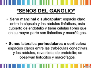 *SENOS DEL GANGLIO* 
•Seno marginal o subcapular: espacio claro entre la cápsula y los nódulos linfáticos, esta cubierto de endotelio y tiene células libres que en su mayor parte son linfocitos y macrófagos. 
•Senos laterales perinodulares o corticales: espacios claros entre las trabéculas conectivas y los nódulos, revestidos de endotelio; se observan linfocitos y macrófagos.  