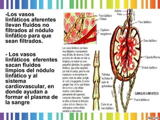 -Los vasos linfáticos aferentes llevan fluidos no filtrados al nódulo linfático para que sean filtrados. 
-Los vasos linfáticos eferentes sacan fluidos limpios del nódulo linfático y al sistema cardiovascular, en donde ayudan a formar el plasma de la sangre.  