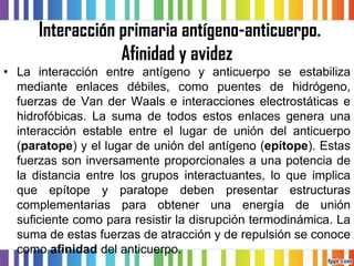 Interacción primaria antígeno-anticuerpo. Afinidad y avidez 
•Lainteracciónentreantígenoyanticuerposeestabilizamedianteenlacesdébiles,comopuentesdehidrógeno, fuerzasdeVanderWaalseinteraccioneselectrostáticasehidrofóbicas.Lasumadetodosestosenlacesgeneraunainteracciónestableentreellugardeunióndelanticuerpo(paratope)yellugardeunióndelantígeno(epítope).Estasfuerzassoninversamenteproporcionalesaunapotenciadeladistanciaentrelosgruposinteractuantes,loqueimplicaqueepítopeyparatopedebenpresentarestructurascomplementariasparaobtenerunaenergíadeuniónsuficientecomopararesistirladisrupcióntermodinámica.Lasumadeestasfuerzasdeatracciónyderepulsiónseconocecomoafinidaddelanticuerpo.  