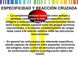 ESPECIFICIDAD Y REACCIÓN CRUZADA 
•La complementariedadexistente entre epítopey paratope condiciona larelación específica entre antígeno y anticuerpo. Dicha complementariedad afecta tanto a una relación espacial entre los grupos químicos reaccionantes, a la relación complementaria de cargas netas como a la relación estérica entre las estructuras reaccionantes. 
•En general los anticuerpos son altamente específicos, siendo capaces de discernir entre pequeñas variaciones del antígeno, tanto a nivel de estructura primaria como de conformación estérica o configuración óptica del mismo.  