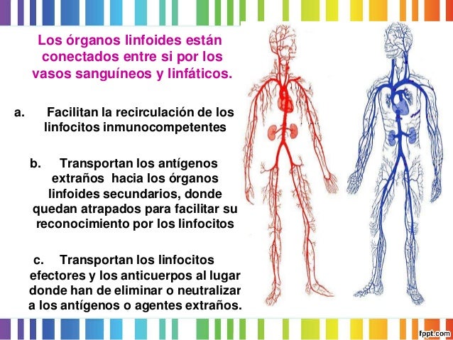 Completo con un pequeño pecho