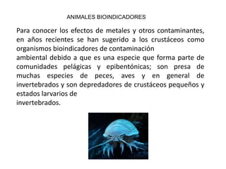 ANIMALES BIOINDICADORES

Para conocer los efectos de metales y otros contaminantes,
en años recientes se han sugerido a los crustáceos como
organismos bioindicadores de contaminación
ambiental debido a que es una especie que forma parte de
comunidades pelágicas y epibentónicas; son presa de
muchas especies de peces, aves y en general de
invertebrados y son depredadores de crustáceos pequeños y
estados larvarios de
invertebrados.
 