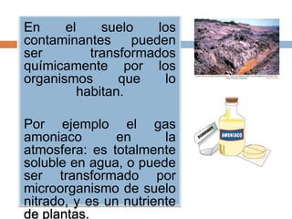 En     el     suelo    los
contaminantes      pueden
ser         transformados
químicamente por los
organismos       que    lo
          habitan.

Por ejemplo el gas
amoniaco        en      la
atmosfera: es totalmente
soluble en agua, o puede
ser transformado por
microorganismo de suelo
nitrado, y es un nutriente
de plantas.
 